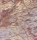 Rainforest Brown