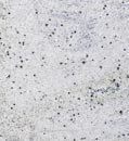 Kashmere White