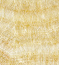 Golden Onyx
